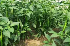 你的辣椒总是不长，可能是这四个原因，早看早知道图片