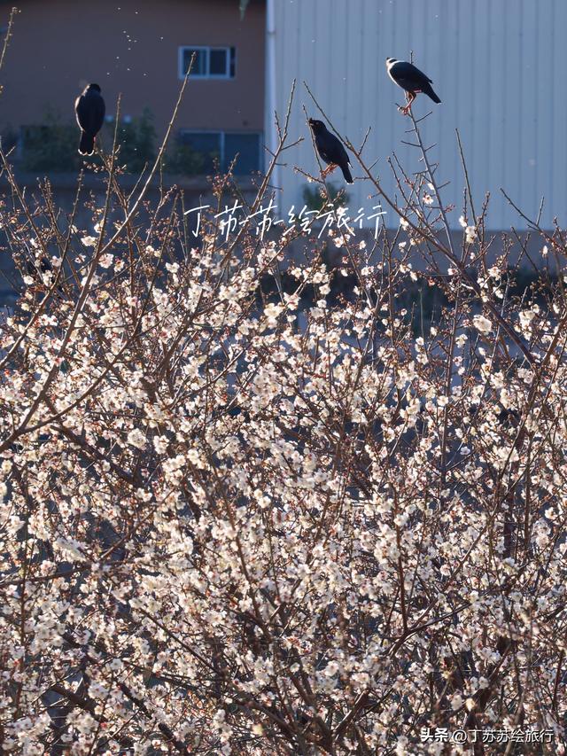 永泰赏梅花期最后10天新发现彩虹路 梅花道‼️穴利轻松游