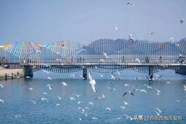 在唐岛湾，一起“鸥”遇吧！