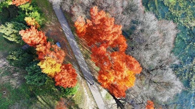 在大理，这个落叶像雪的季节