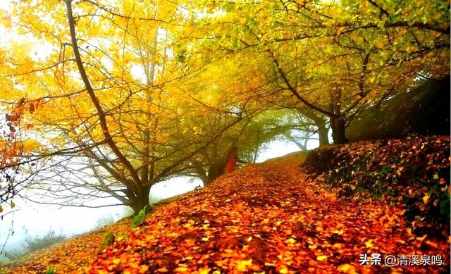 银杏染秋——九峰的金色童话
