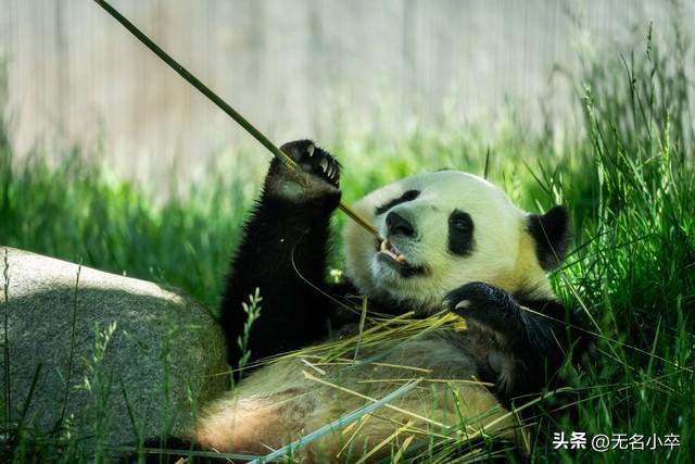 去了几趟四川成都，最后才发现这三个地方才是老成都的魂