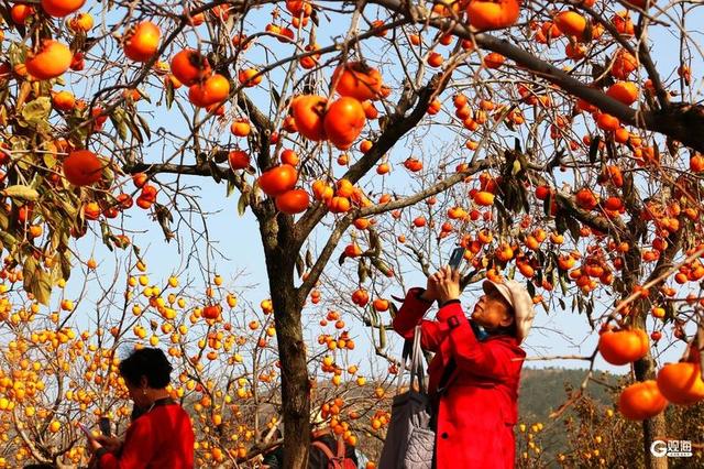 金柿映初冬，青岛藏着一处“甜蜜”公园