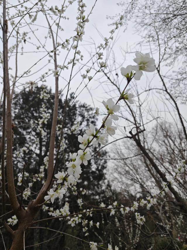 《让花成花》