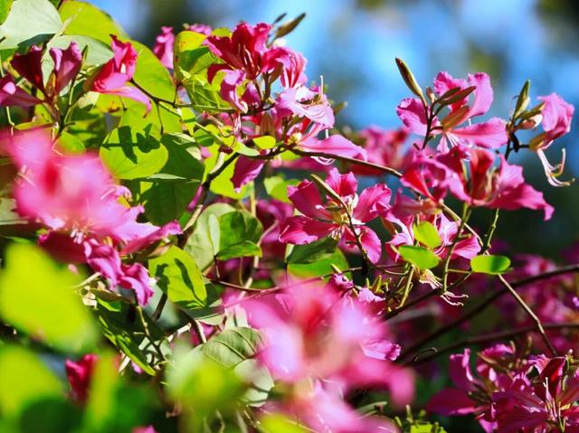 初冬限定！星湖美景焕新上线，打卡要趁早~