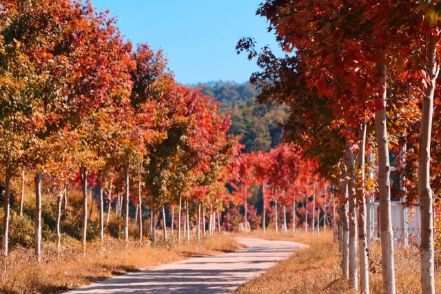 韶关4条“秋日神仙线路”登场，活力越野、银杏赏秋、非遗美食承包你的快乐旅途→