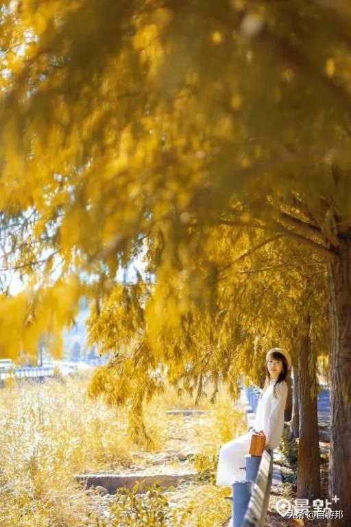 C型弯落羽松树海美拍秘境！8大取景模板3大景点顺游