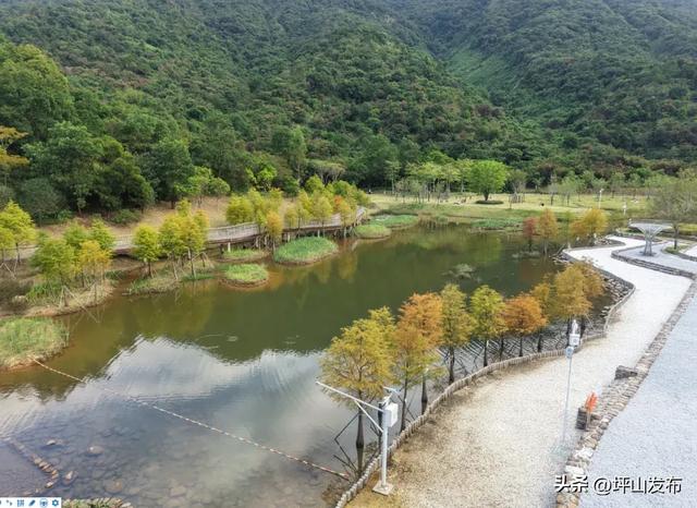 落羽杉红了!深圳坪山最浪漫的“美拉德季”如约而至