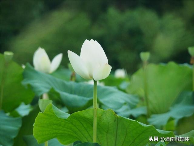 荷花美莲蓬俏！宝龙邀您共赴秋日“荷”约～