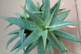 5种公认的“吸毒花”，客厅再小也要养，除味健康又好养图片