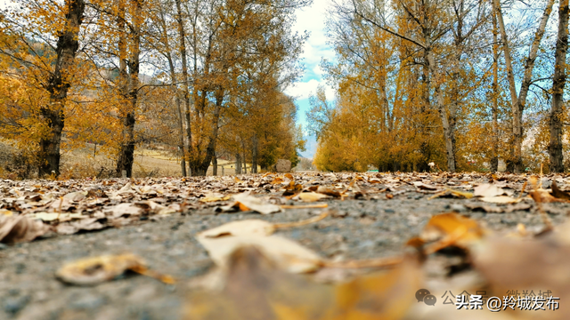 赴卡加曼之约，邂逅白桦林的秋日鎏金