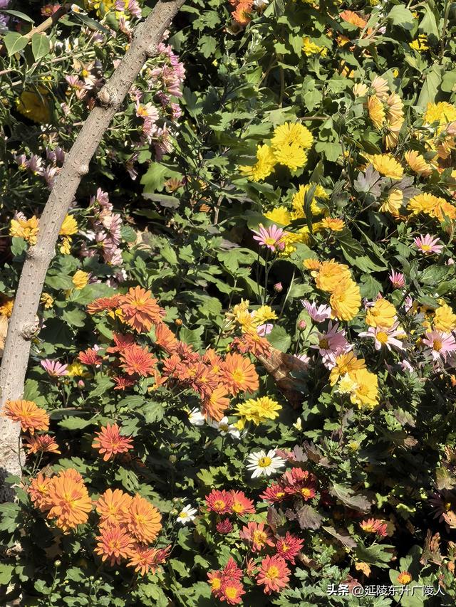 常州城东横山桥白龙观 冬日菊花节 采菊东篱下，悠然见横山