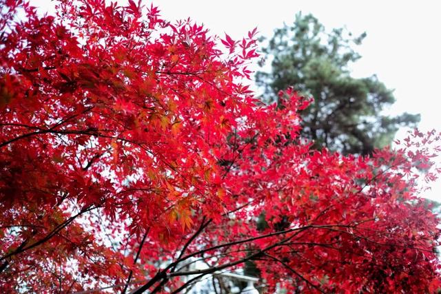 这个“名牌加身”的西南山城，正适合淡季来玩！
