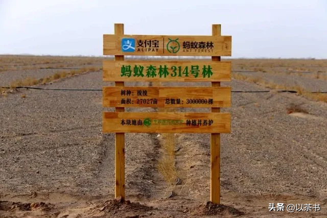 9年过去了，承诺每年在沙漠里种1亿棵树的马云，如今他做到了吗？