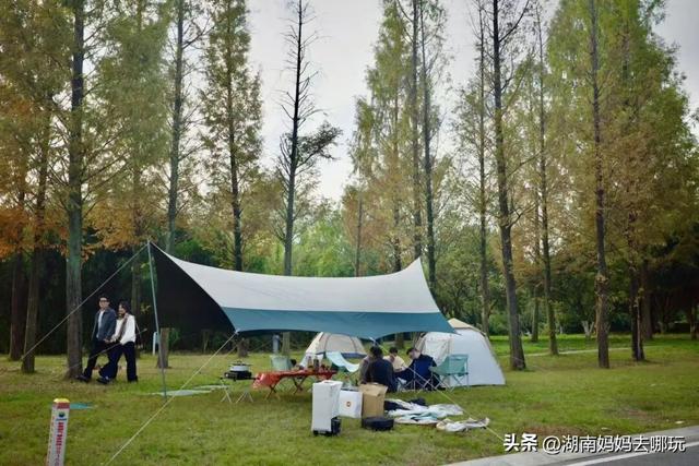 冬日遛娃就去长沙“济州岛”！水杉染红，芦苇摇浪，0元解锁 “橘子海” 日落