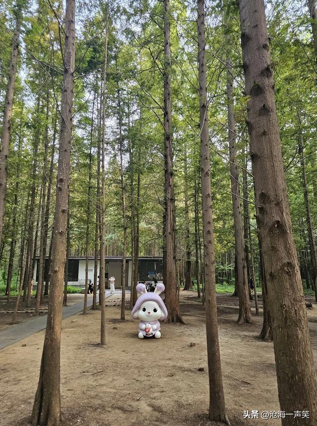 日照市海滨国家森林公园水杉大道，笔直，高大，威猛，挺拔身姿