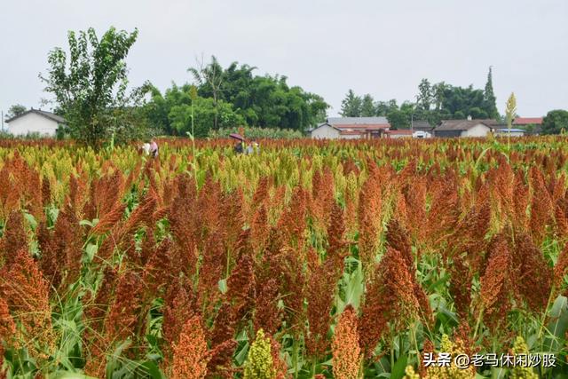 五方村的高粱红了，正是拍照打卡时