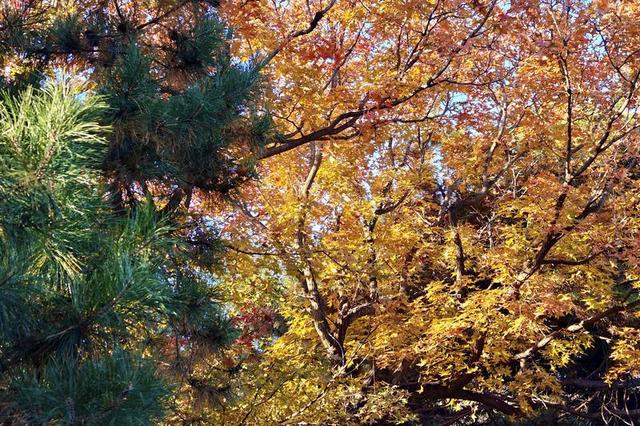 “枫”景如画！解锁伪满皇宫博物院的深秋诗意