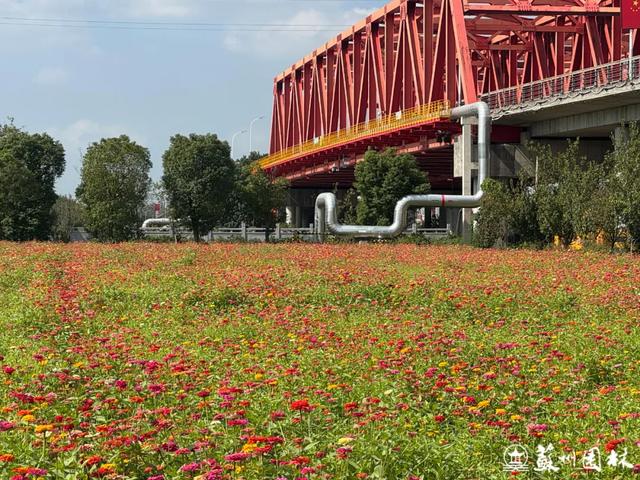 21处绚烂花海！苏州“晚秋花海”赏花地图出炉