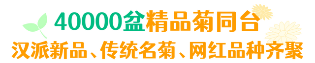 年度金秋盛宴来了，武汉城建集团邀您逛菊展、赏名菊、拍美照！