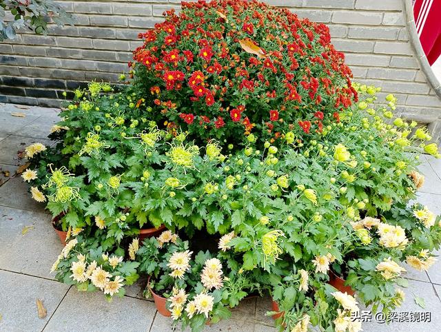 “中山秋韵，菊映盛世”，赏菊南京中山植物园（上）