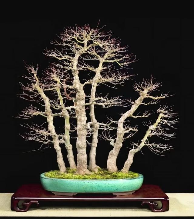 丛林盆景制作技巧｜把“微型森林”搬回家，丛林盆景这么做超简单