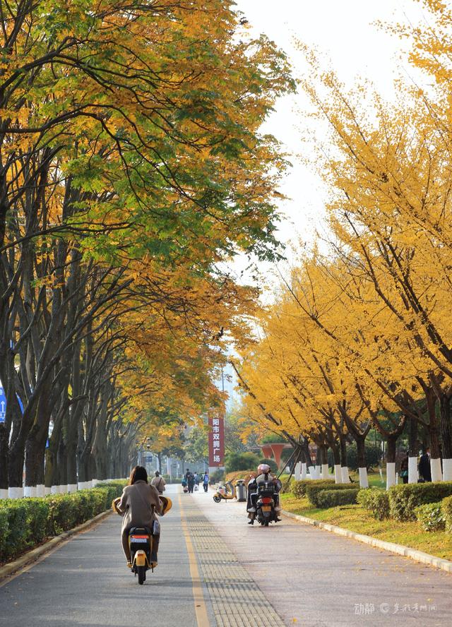 最是银杏橙黄时，打卡贵阳观山湖的冬日暖景
