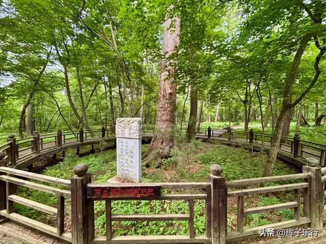 探秘中国最美古树群——吉林长白山古树公园
