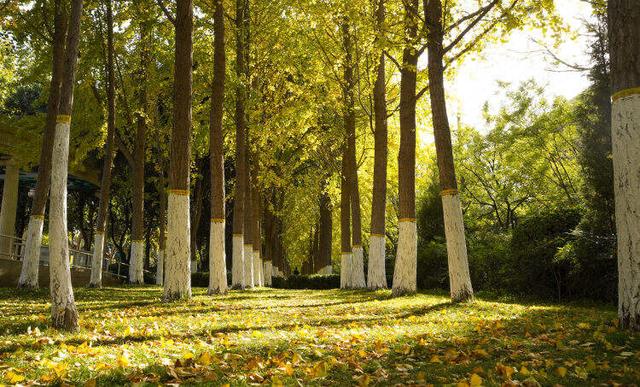 走，打卡郑州秋景观赏点