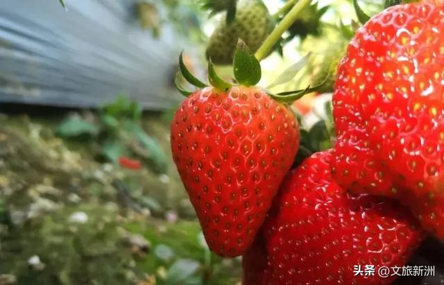 冬日“甜妹”C位出道!新洲草莓采摘指南来啦~