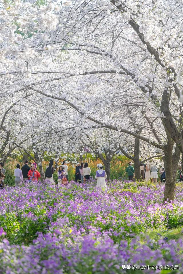 今天开园，东湖樱花园最新实拍！