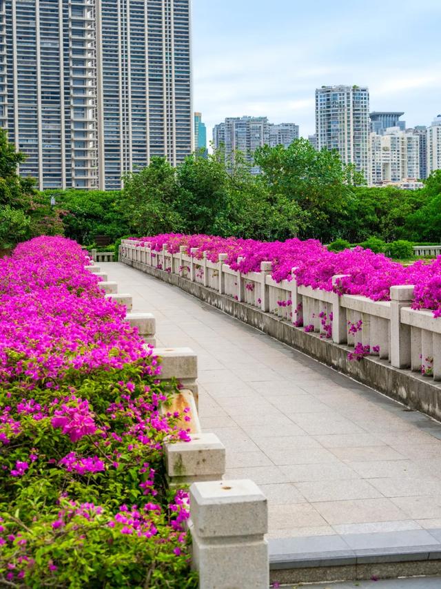 这是冬天？厦门暖冬花花花花花花样缤纷~