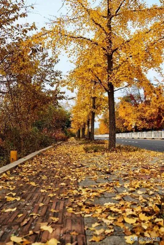 收藏！秦皇岛“银杏观赏地图”出炉，这八处胜地解锁璀璨深秋~