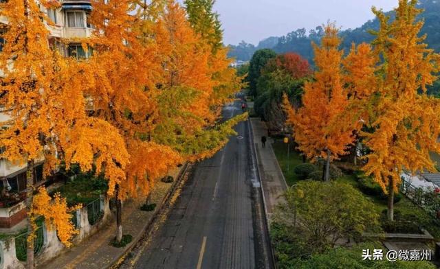 这条路颜值已达巅峰