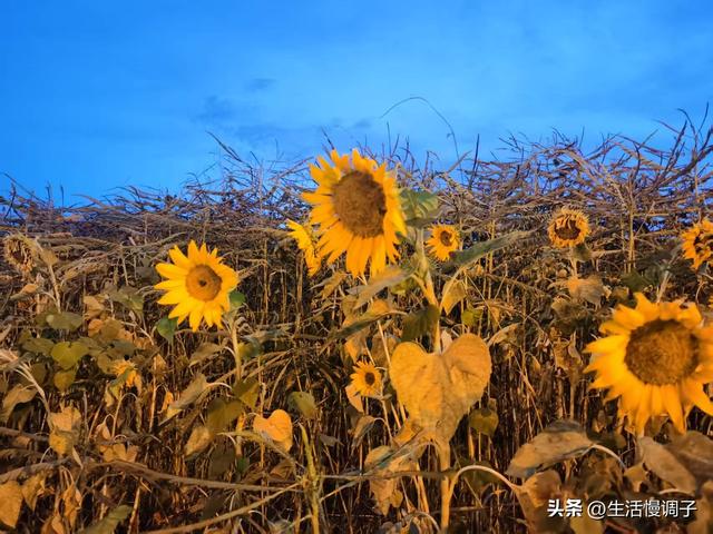 武汉十二月——一月一帧藏走过2025的四季光影