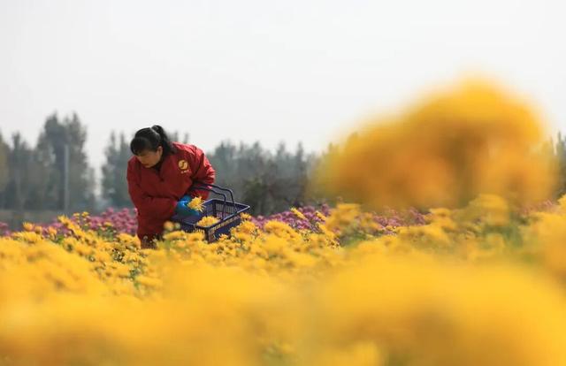 秋日撒欢？到温县赏七彩菊→