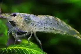 烟台山沟里，居然发现了密密麻麻的野生黑壳虾图片