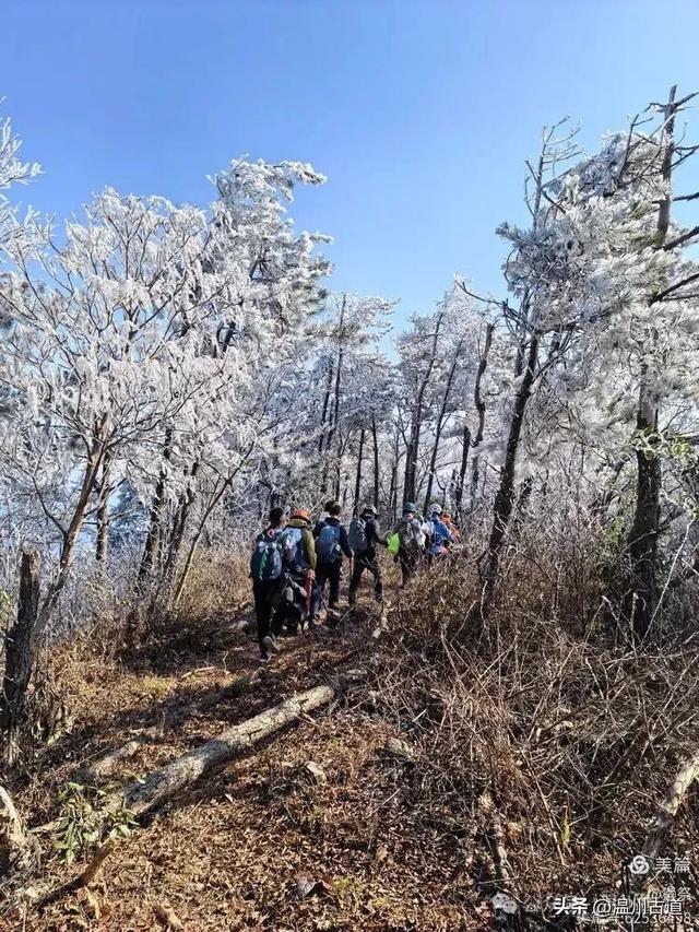 邂逅2026年的第一场醉美雾凇!温州四海山的雾凇美爆了!