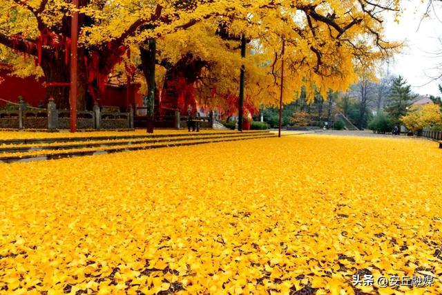 就在下周！潍坊安丘这里，即将美成巅峰！