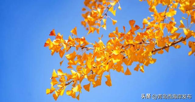 走不出这画了,我已被西海岸的秋景迷倒 🥹