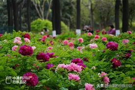 小长假去哪？西安城里最大的牡丹园，花已开成海！地铁直达没门票图片