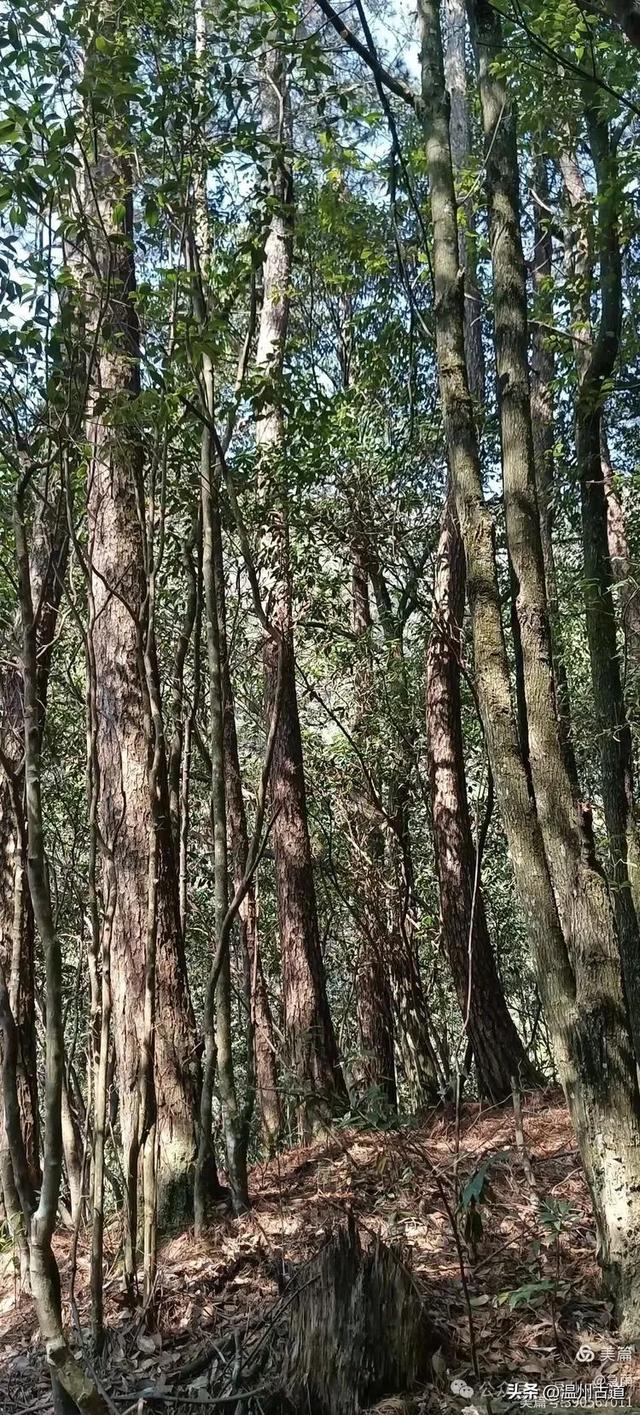 探秘楠溪江源头之三——初探这片鲜为人知的原始森林
