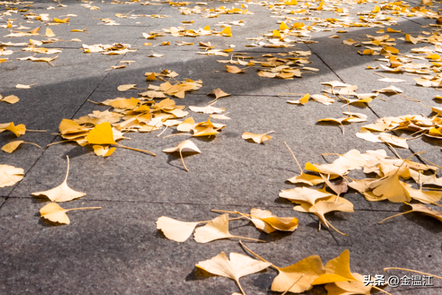 在“杏”福满满的大南街！这样拍超出片