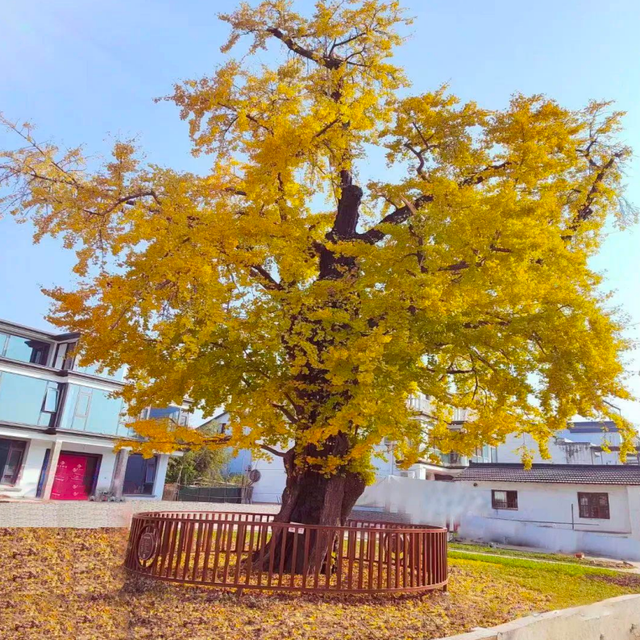 苏州十大“寿星”出炉！