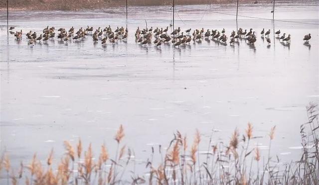 【白银文旅】冬日初雪映古城 野生鸟类沐暖阳 ——景泰冬日生态画卷徐徐铺展