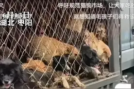 爱狗人士跟踪拦车救狗，500条狗死了200多条，女子哭呛，网友炸锅图片