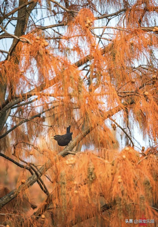 新洲池杉悄悄换装，数万棵树披赤褐外衣，候鸟纷纷奔来如梦境
