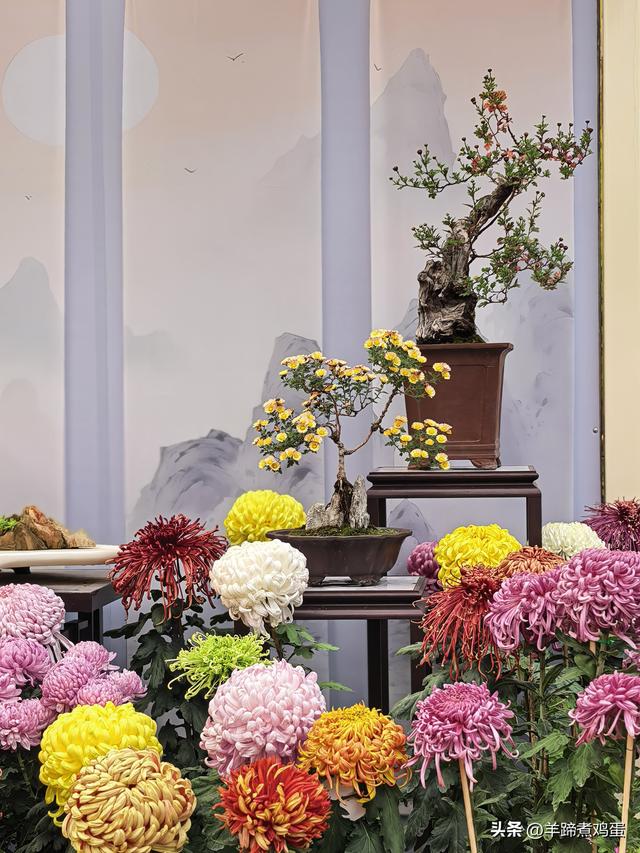 秋风独宠一园菊，晚来香艳出樊篱——北京北海公园2025年菊花展