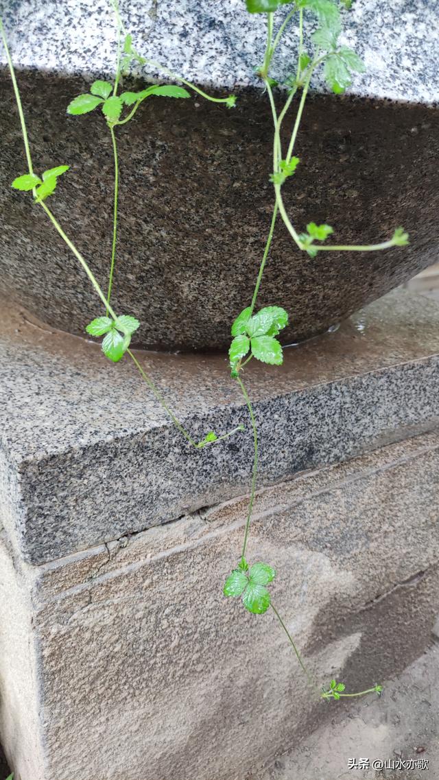 夏天过去了，秋天也过去了，我再也没有见过那个手捧狗尾草的男人