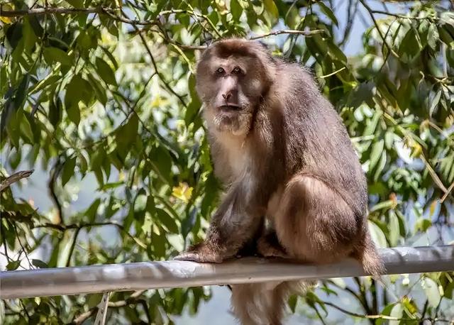 伤害1只也不行！2024年女游客徒步比赛被抓咬，十余只持续3分钟